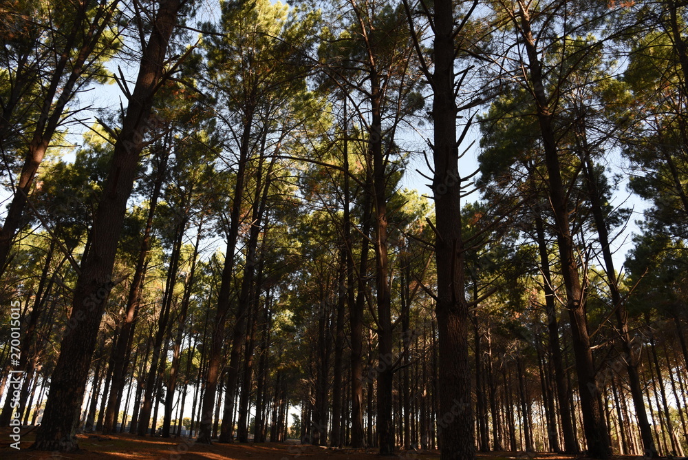 Fototapeta premium Forest