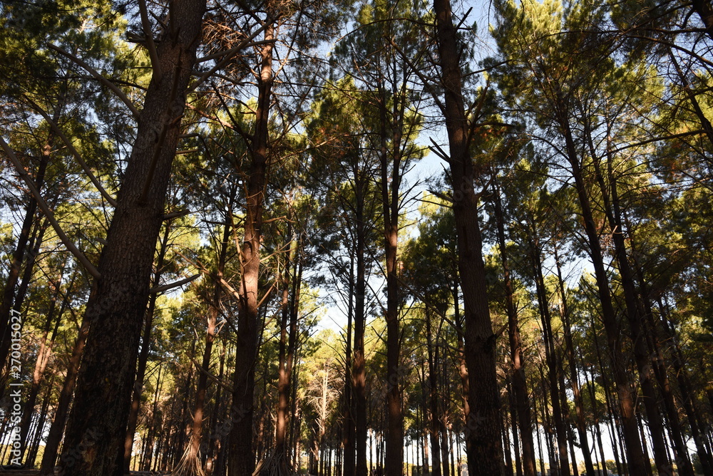 Fototapeta premium Forest