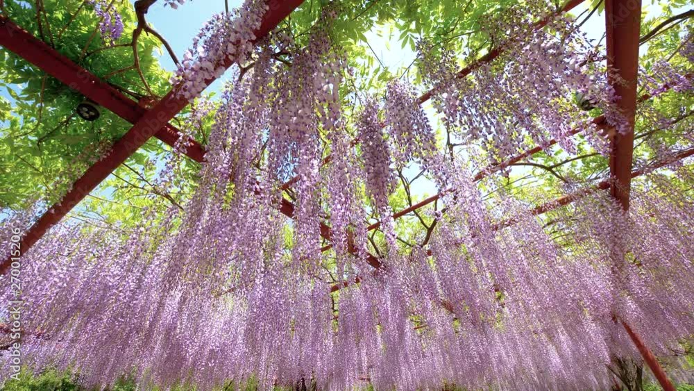 Vidéo Stock Spring flowers series, beautiful wisteria trellis waving in