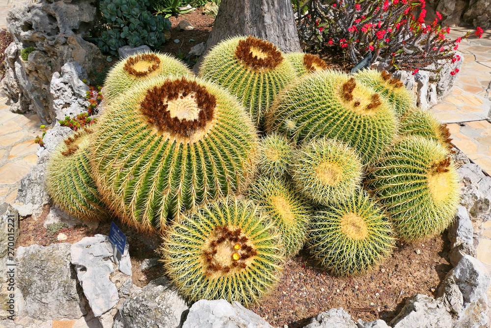 Large golden barrel cactus growing in the exotic garden Large golden barrel cactus growing in the exotic garden