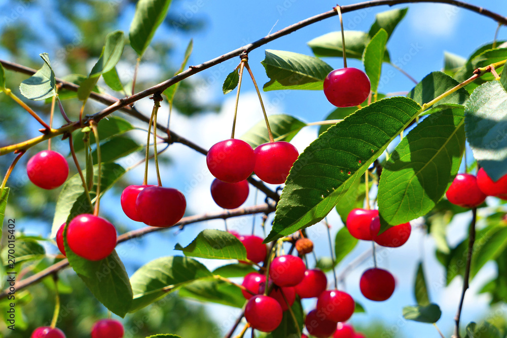Obraz premium Red sour cherries fruits hanging on branch.