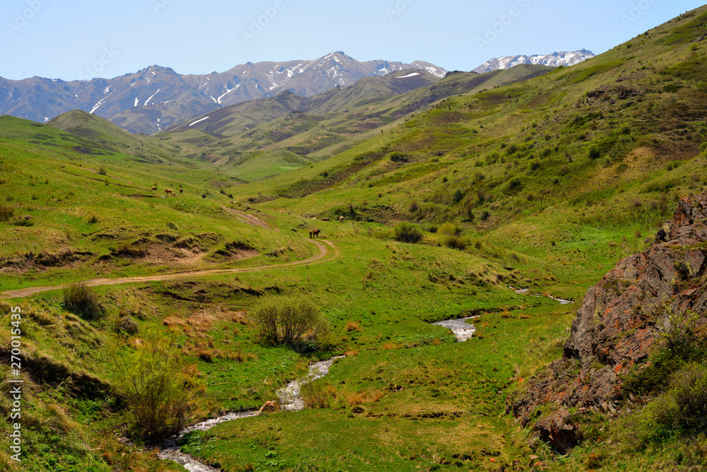 Mountain terrain meadows in Altyn-Emel