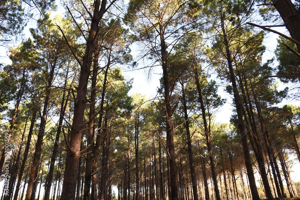 Forest Forest