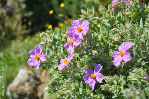 Photos Cistus incanus Rock rose flowers growing in France
