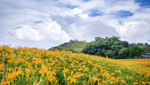 Beautiful orange daylily flower farm on Sixty Rock Mountain  Liushidan mountain  with blue sky and cloud  Fuli  Hualien  Taiwan  close up  copy space
