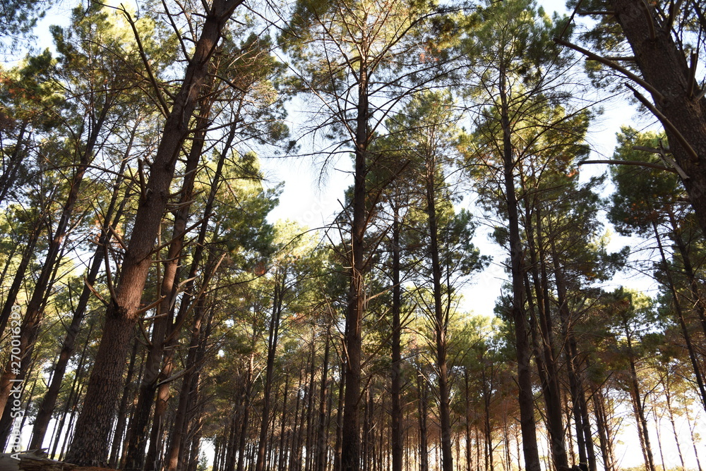 Fototapeta premium Forest