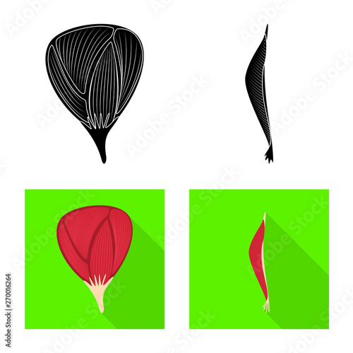 Vector design of fiber and muscular logo. Set of fiber and body  stock symbol for web.