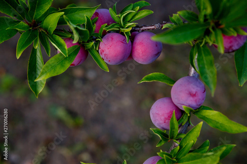 plum with growing on a tree on a farm