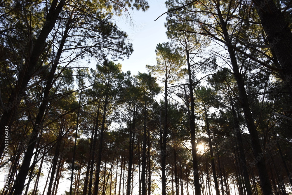 Fototapeta premium Forest