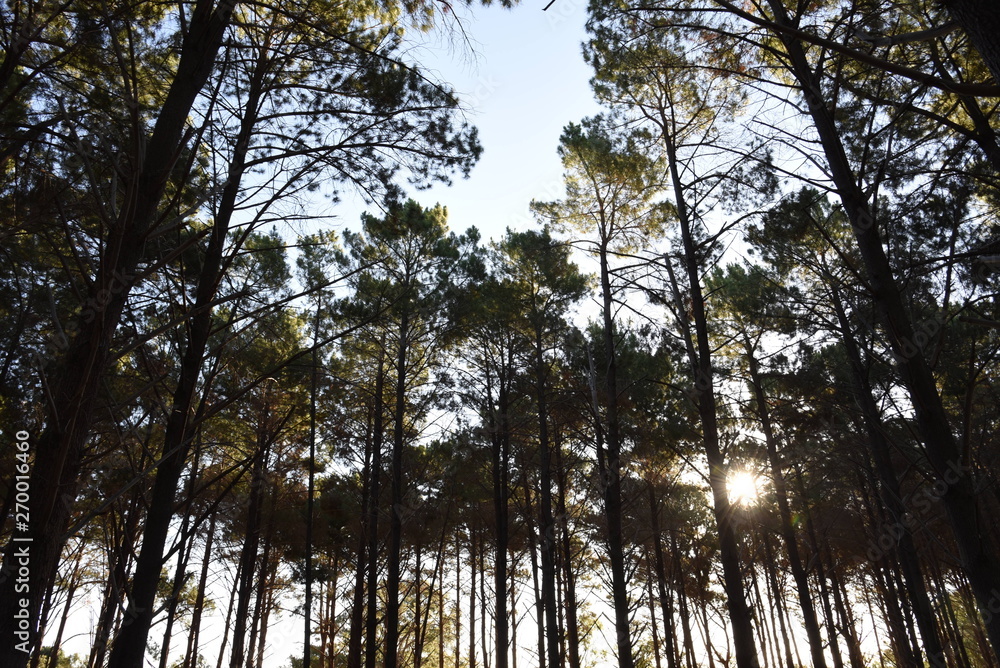 Forest Forest