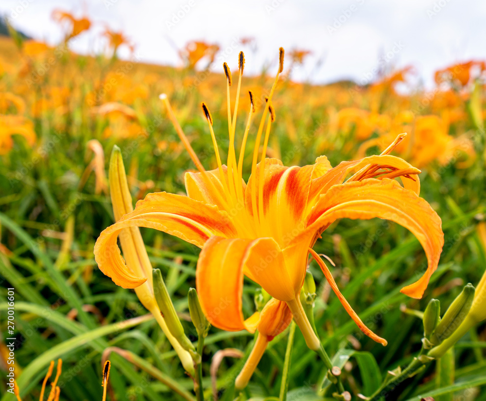 Beautiful orange daylily flower farm on Sixty Rock Mountain (Liushidan mountain) with blue sky and cloud, Fuli, Hualien, Taiwan, close up, copy space Beautiful orange daylily flower farm on Sixty Rock Mountain (Liushidan mountain) with blue sky and cloud, Fuli, Hualien, Taiwan, close up, copy space