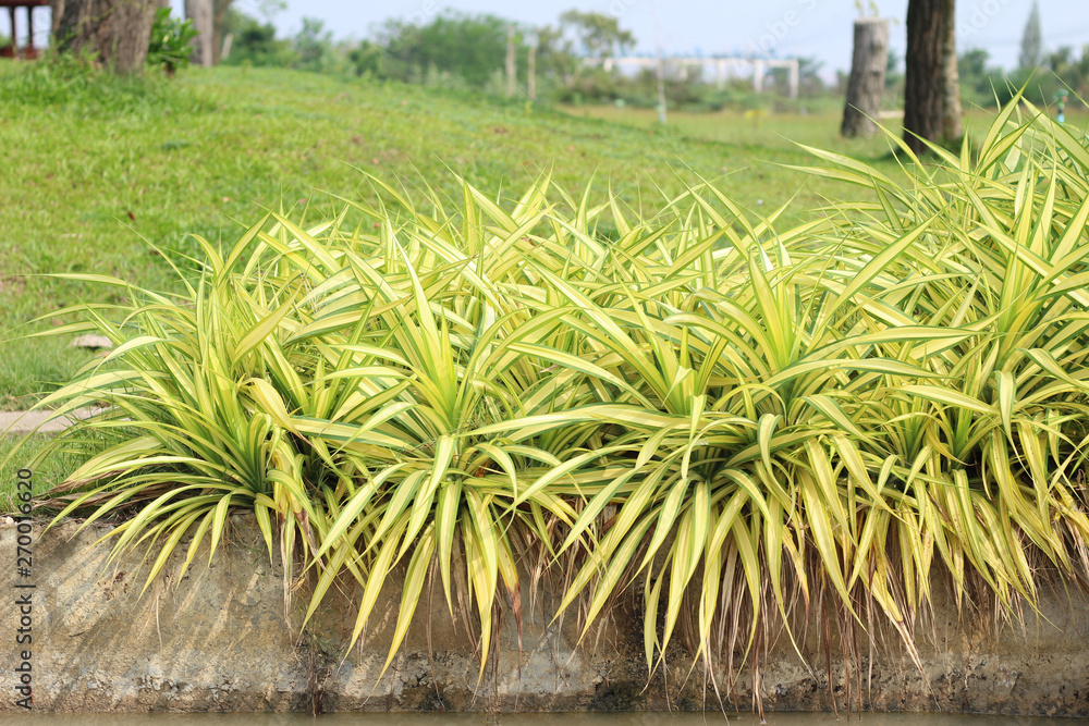 Fototapeta premium chlorophytum comosum or spider plant in the garden