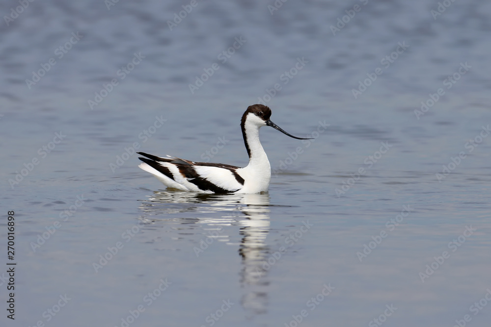 Lonely pied avocet (Recurvirostra avosetta) swims in shallow water in search of food Lonely pied avocet (Recurvirostra avosetta) swims in shallow water in search of food