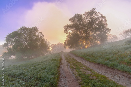 A field road lurking between trees shrouded in dense fog. Mysterious view. The dawn light of the sun makes its way through the branches of trees and clouds of fog.