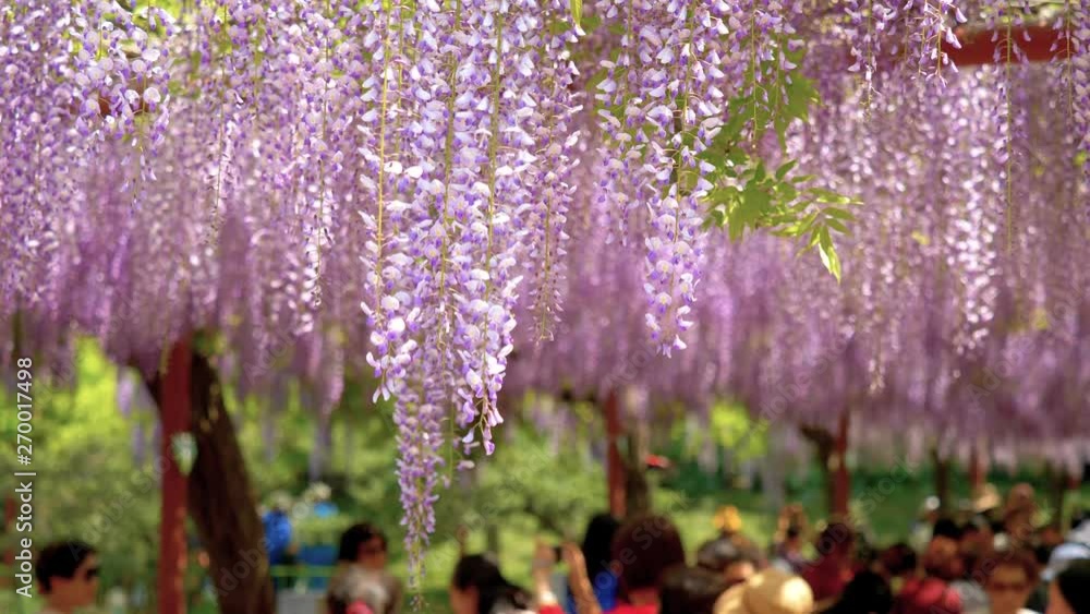 Spring flowers series, beautiful wisteria trellis waving in the wind