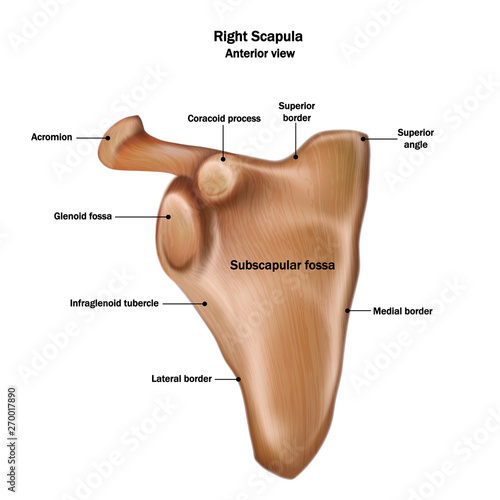 Illustration of the human right scapula bone with the name and description of all sites. Anterior view.