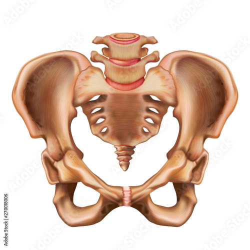 Illustration of the human pelvis bone. Anterior view. photo