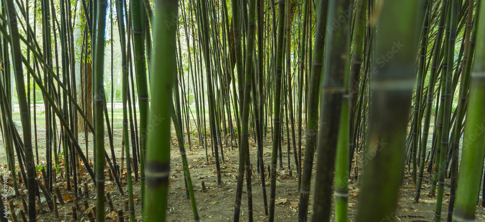 Fototapeta premium Bamboo