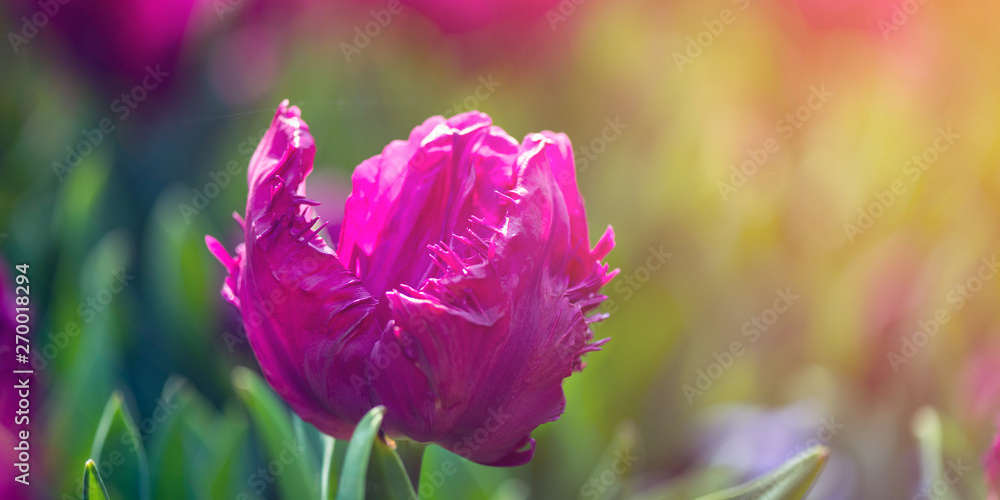 Fototapeta premium One of the world's largest flower gardens in Lisse, the Netherlands. Close up of blooming flowerbeds of tulips, hyacinths, narcissus