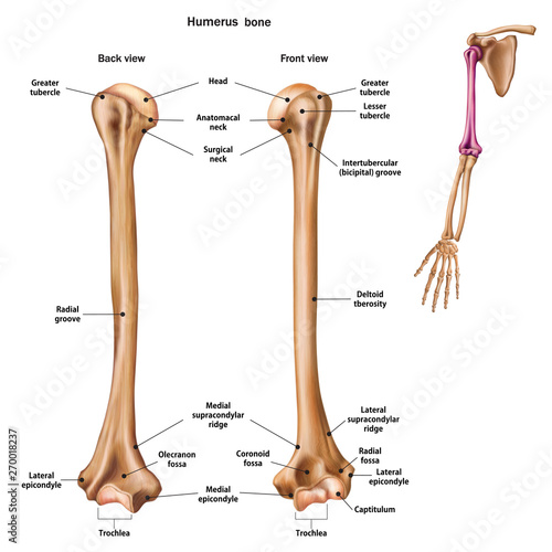 Structure of the humerus bone with the name and description of all sites. Back and front view. Human anatomy.
