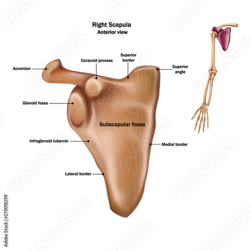 The structure of the human scapula bone with the name and description of all sites. Anterior view.
