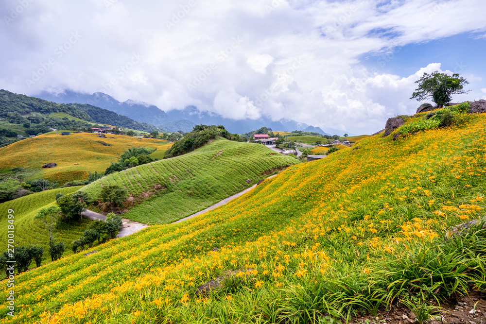 Obraz premium Beautiful orange daylily flower farm on Sixty Rock Mountain (Liushidan mountain) with blue sky and cloud, Fuli, Hualien, Taiwan, close up, copy space