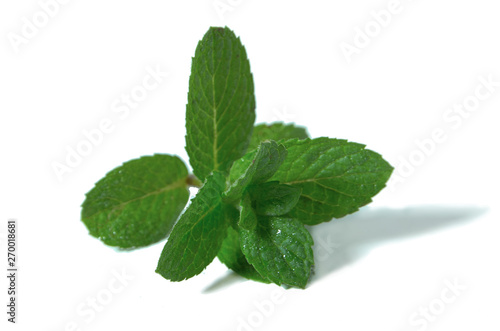 Fresh mint branch isolated on white