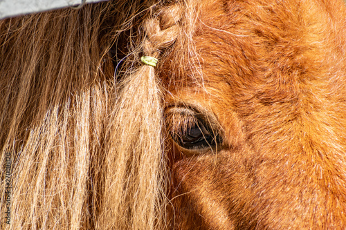 Shetland ponies, a squad of solipeds, the family horse. Dwarf breed of horses from Scotland. Decorative mountain animal. Resilient, hardy and reliable, children's friend for entertainment. 