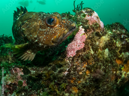 Close up Photo of a Cute Fish with Large Eyes in Green Ocean Waters in Chiba  Japan