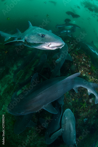Closeup Photo of Banded Hound Shark in Green Ocean Water of Chiba Japan