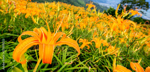 Beautiful orange daylily flower farm on Sixty Rock Mountain (Liushidan mountain) with blue sky and cloud, Fuli, Hualien, Taiwan, close up, copy space photo