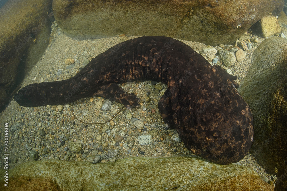 Japanese Giant Salamander Posing Underwater in a River of Gifu, Japan ...