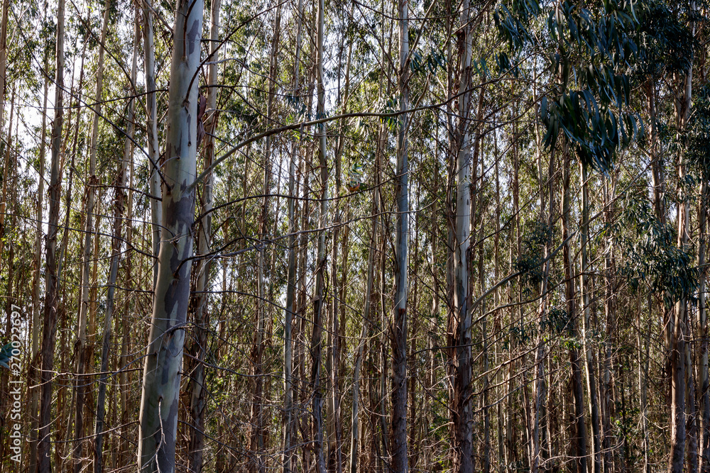 Obraz premium trees in the forest