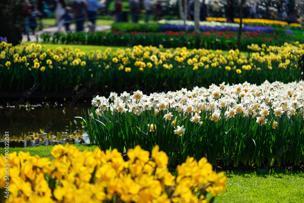 One of the world's largest flower gardens in Lisse, the Netherlands. Close up of blooming flowerbeds of tulips, hyacinths, narcissus