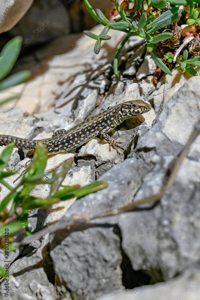 a little lizard is sunbathing on a rock a little lizard is sunbathing on a rock