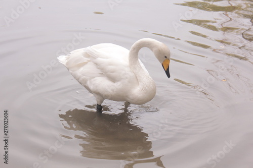 ducks lake water birds river zoo