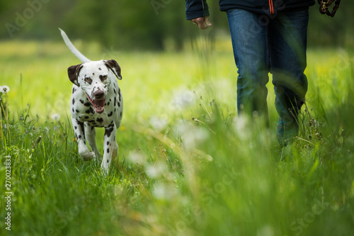 Dog owner with adult dalmatian dog in spring landscape