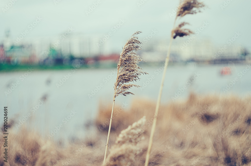 Obraz premium High withered golden grass in the field. Background blur