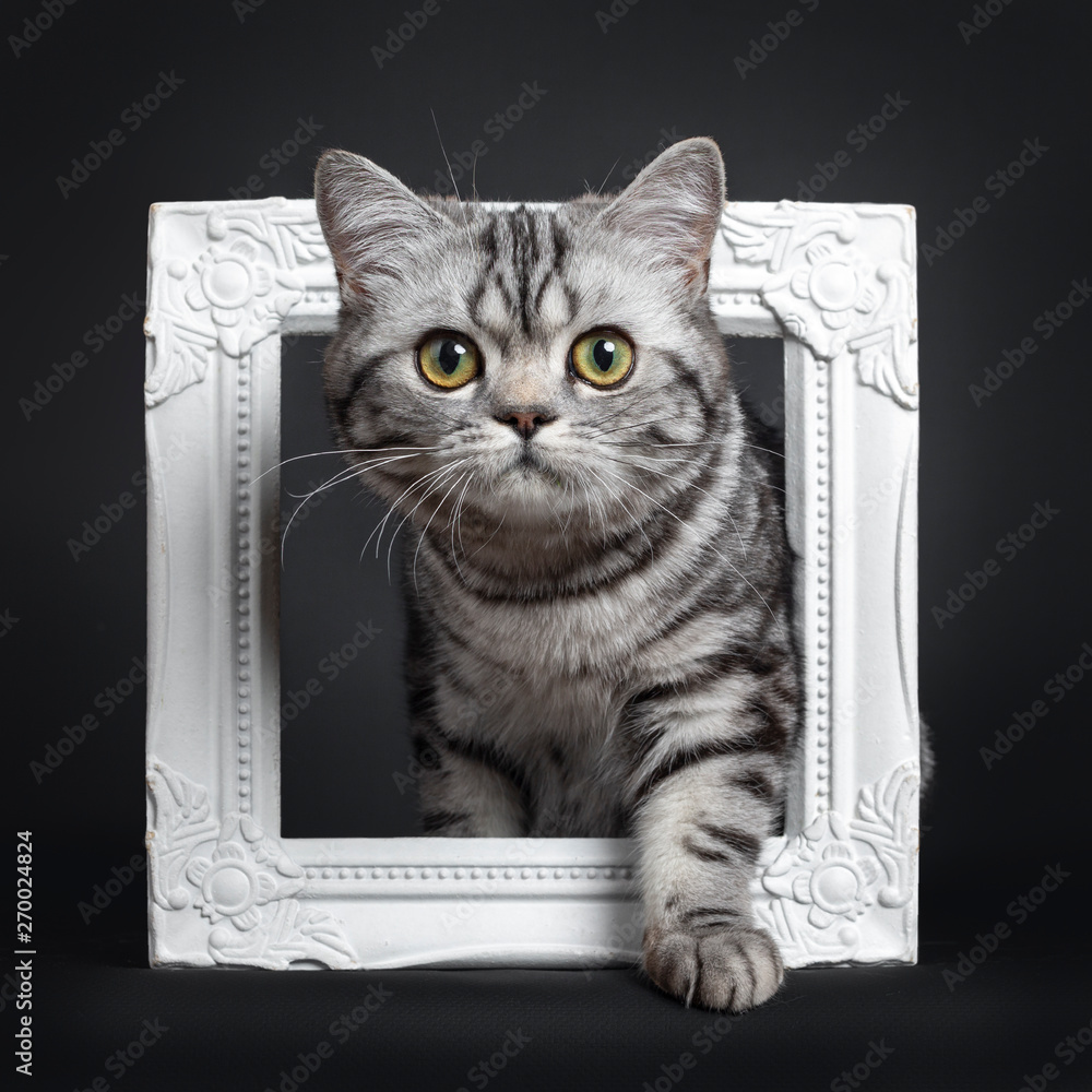 Sweet black silver tabby British Shorthair kitten, steppeing through white image frame Looking straight at camera with big round yellow / green eyes. Isolated on black background. - obrazy, fototapety, plakaty 