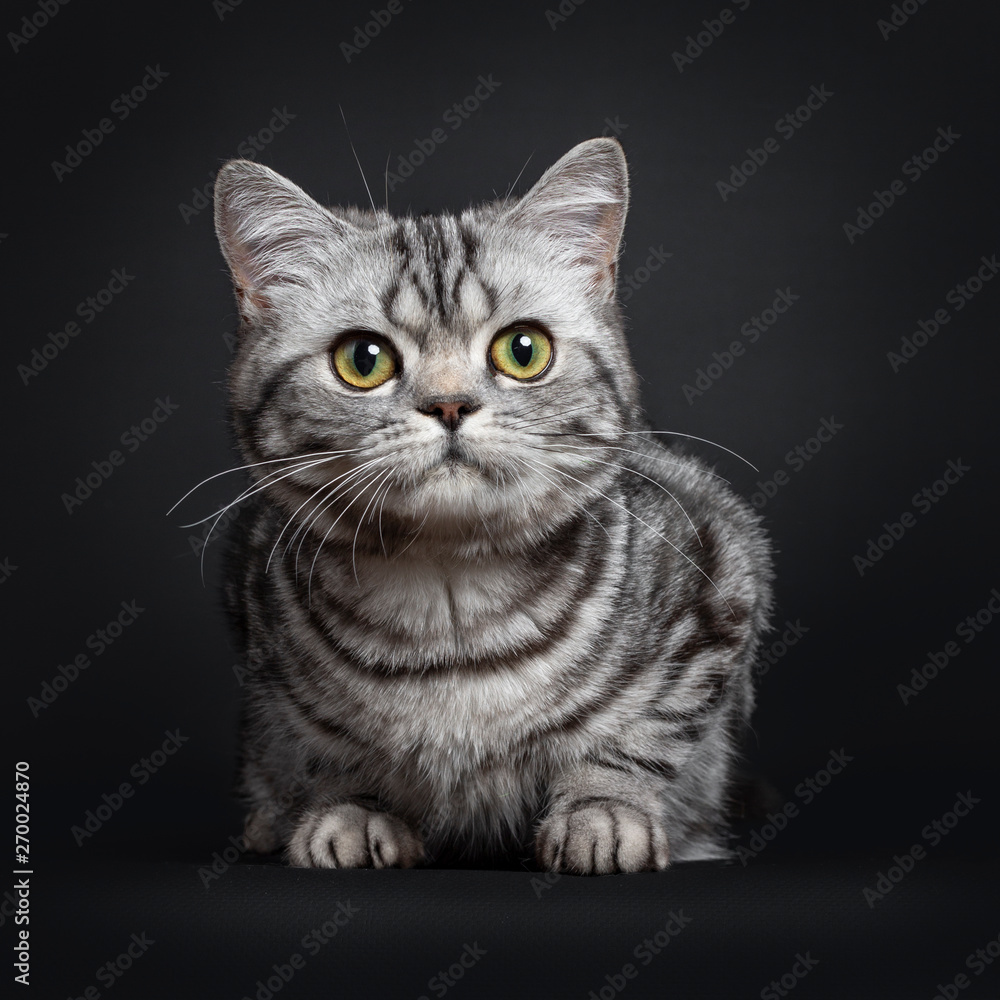 Sweet black silver tabby British Shorthair kitten, laying down facing front. Lookingbeside camera with big round yellow / green eyes. Isolated on black background.