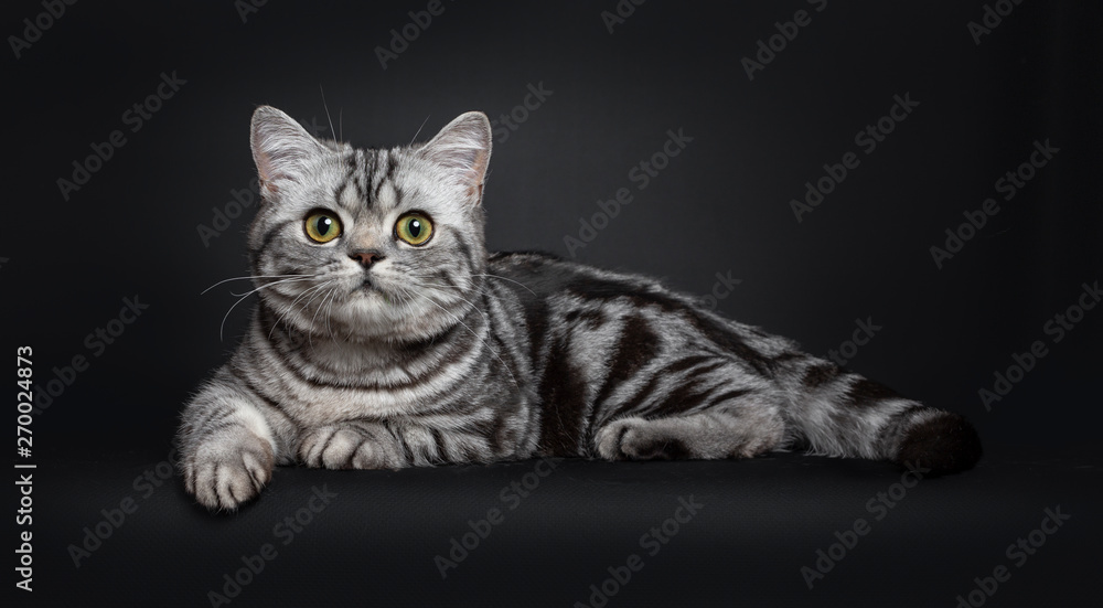 Sweet black silver tabby British Shorthair kitten, laying down side ways. Looking to camera with big round yellow / green eyes. Isolated on black background.