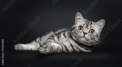 Sweet black silver tabby British Shorthair kitten, laying relaxed down side ways. Looking to camera with big round yellow / green eyes. Isolated on black background. photo