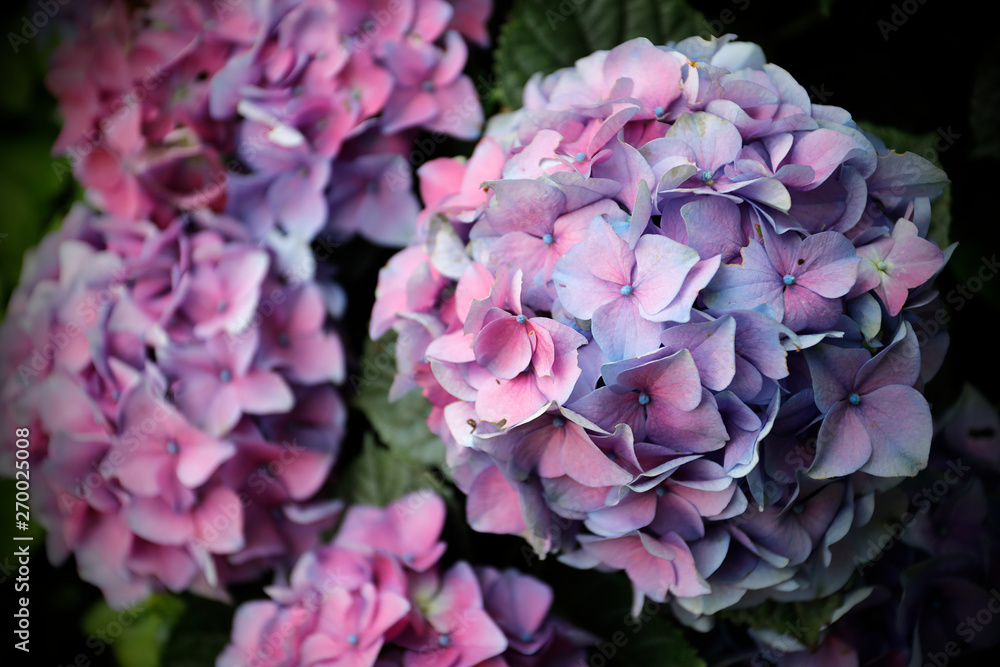 Hortensie (Hydrangea macrophylla) mit Blüten rosa, blau, lila Hortensie (Hydrangea macrophylla) mit Blüten rosa, blau, lila