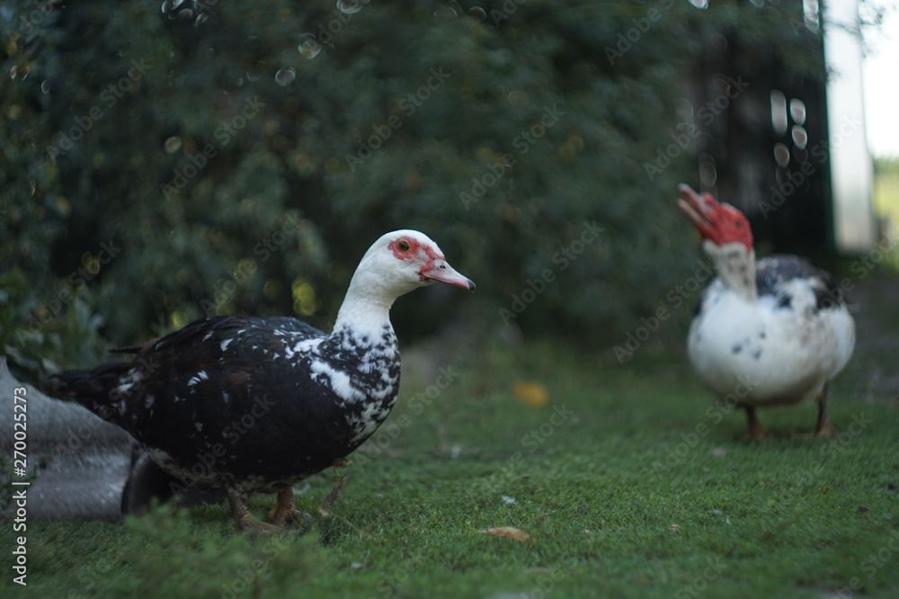 duck on grass duck on grass