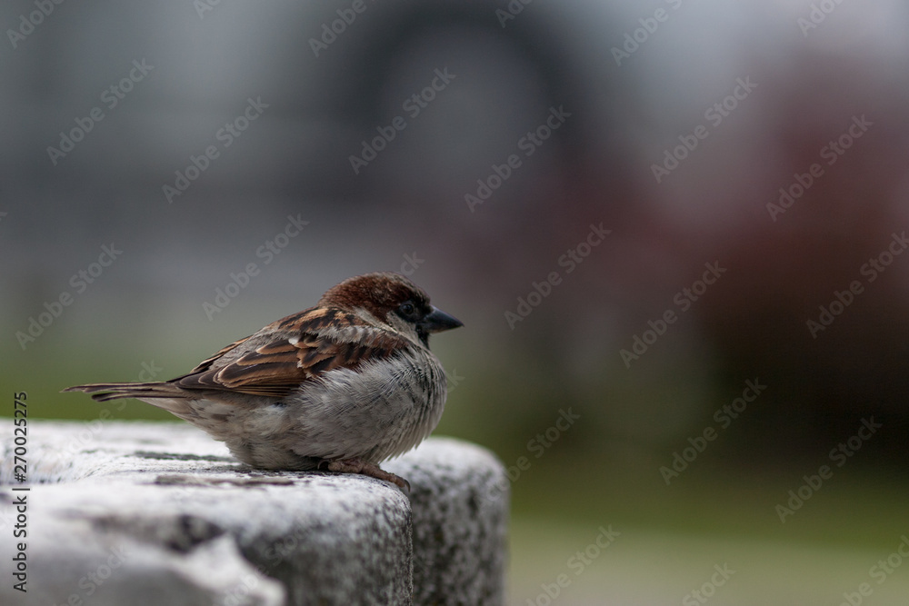 sparrow on branch. Kotor. Montenegro sparrow on branch. Kotor. Montenegro