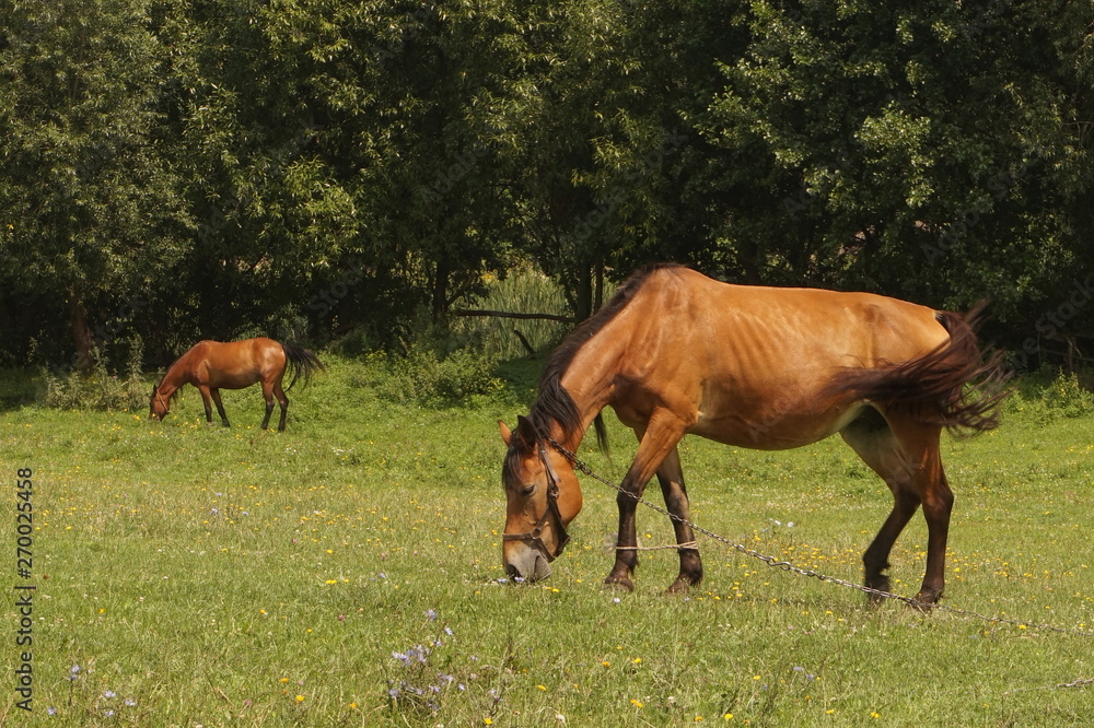 horses grazing in a meadow horses grazing in a meadow