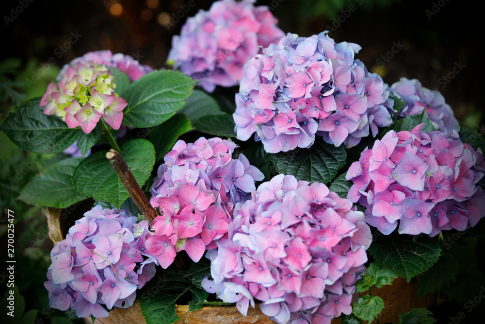 Hortensie (Hydrangea macrophylla) mit Blüten rosa, blau, lila Hortensie (Hydrangea macrophylla) mit Blüten rosa, blau, lila