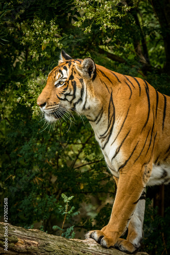 Majest  tischer Tiger steht auf einem Ast im Wald