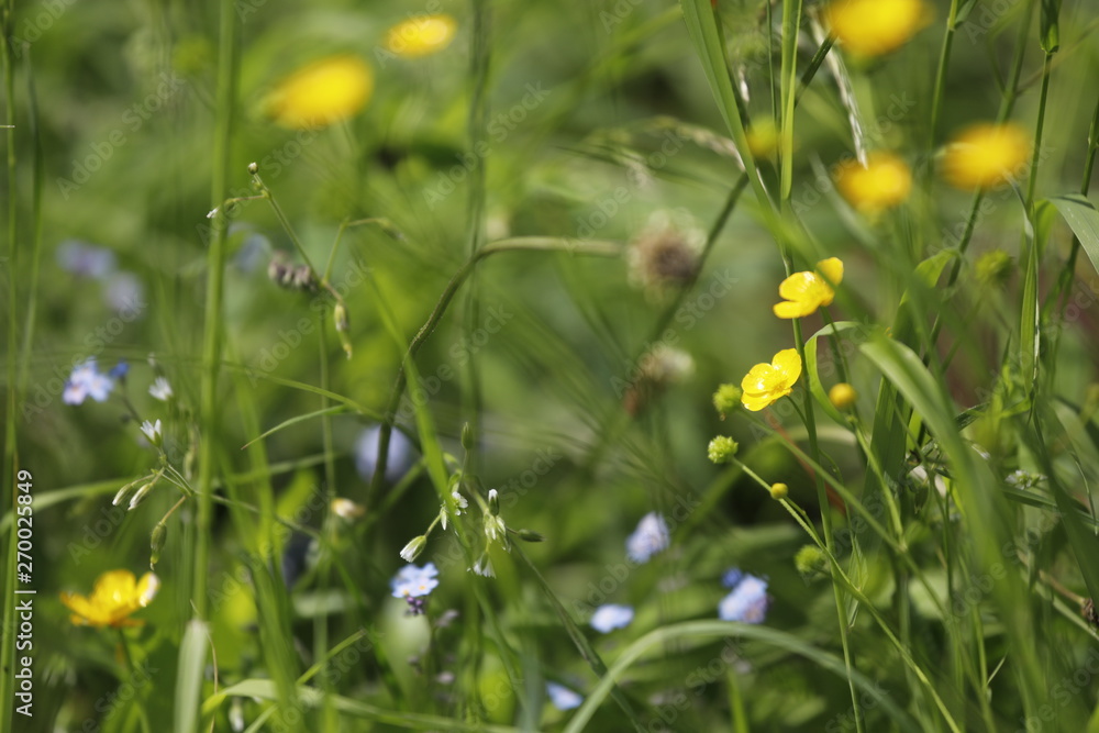 Wildblumenwiese mit Gänseblümchen, Vergissmeinnicht, Klee und Butterblume im Frühling Wildblumenwiese mit Gänseblümchen, Vergissmeinnicht, Klee und Butterblume im Frühling