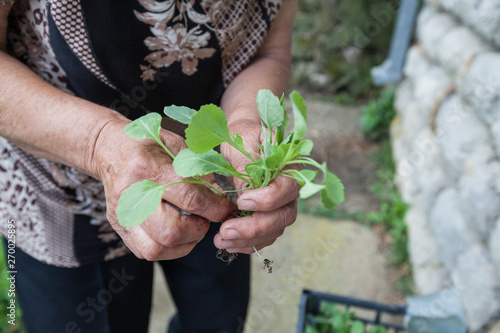 Female Farmers Prepare Small Plant For Planting In Garden